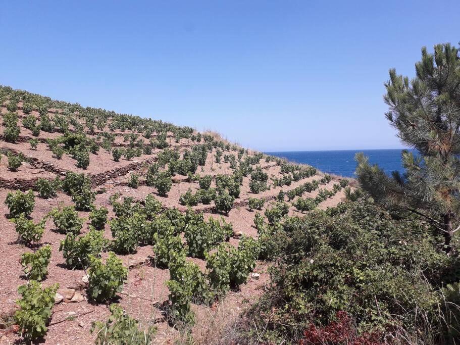 Banyuls La Grande Bleue : Studio T1 外观 照片
